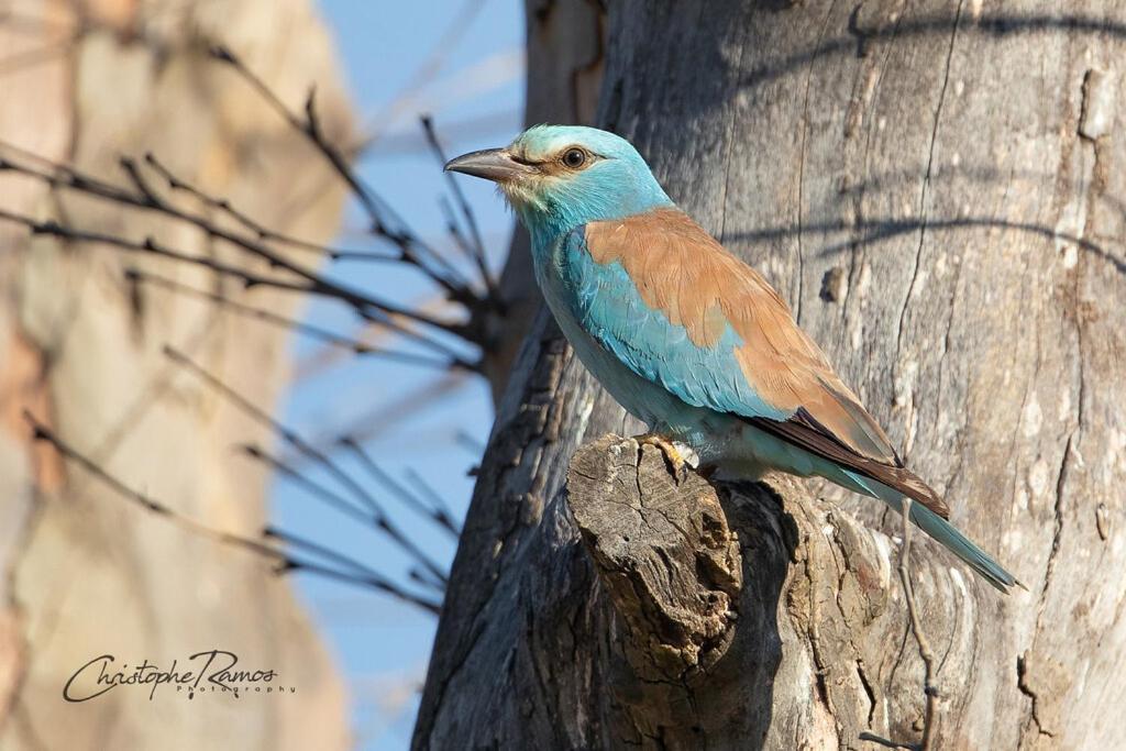 L'Oiseau Bleu Rollier Bed & Breakfast Roubia ภายนอก รูปภาพ